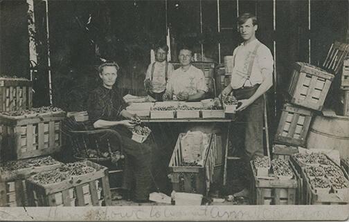 Grape Harvest
