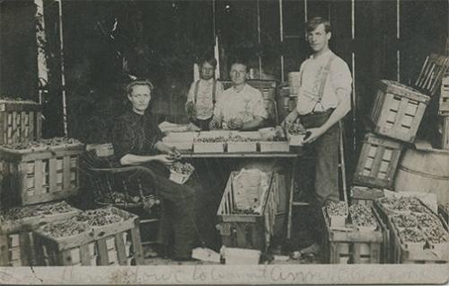 Grape Harvest