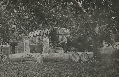 Apple Harvest, Medina, NY
