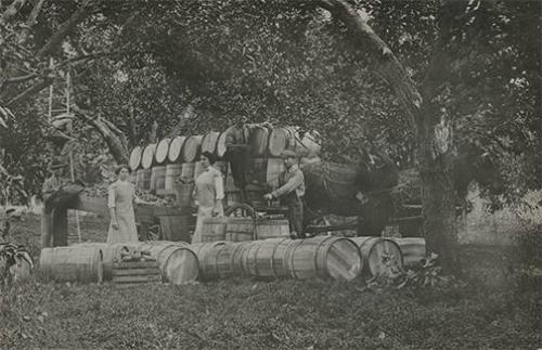 Apple Harvest, Medina, NY