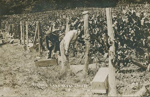 Picking Grapes on Lake Keuka