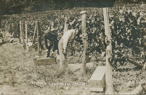 Picking Grapes on Lake Keuka