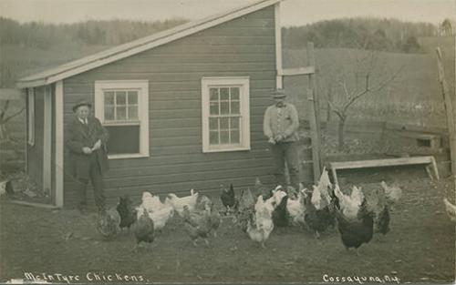 McInTyre Chickens, Cossayuna, NY