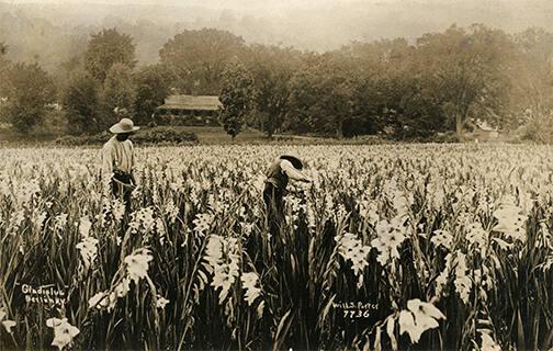 Gladiolus Farm, Berlin, N.Y.