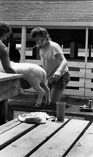 A Sheep at Otsego County Fair