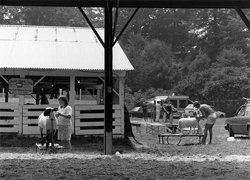 Grooming Sheep at the Otsego County Fair