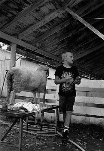 Boy Grooming a Sheep
