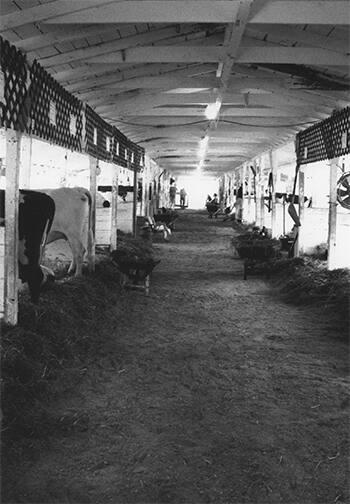 Dairy Barn at Otsego County Fair