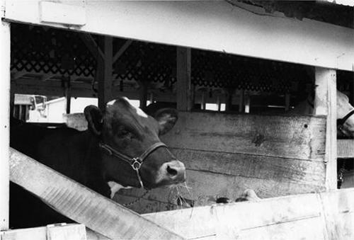 Holstein Cow in Dairy Barn, Otsego County Fair