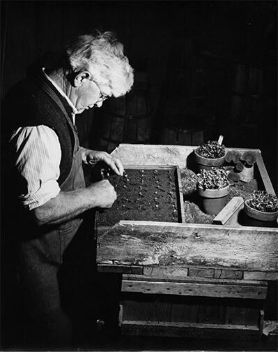 Man Planting Seedlings