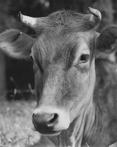 Portrait of a Cow