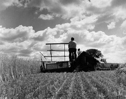 Farmers Operating a Reaper