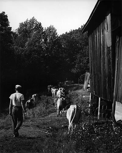 A Farmer Leading Cows to Pasture