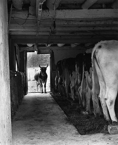 Interior of Dairy Barn