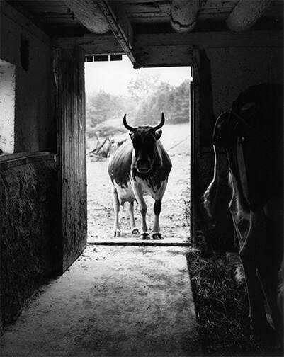 Interior of Dairy Barn