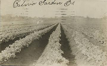 Celery Field