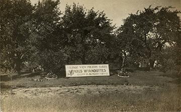 Wyandotte Poultry Farm in Eden, NY