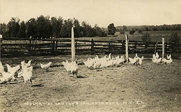 Lawton's Inn Poultry in Edinburg, NY
