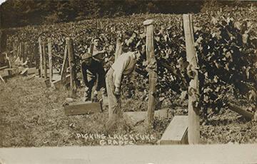 Picking Grapes on Lake Keuka