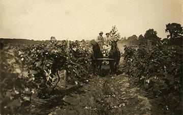 Grape Vines in Naples, NY