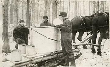 Collecting Sap at J.N. Adams Memorial Hospital
