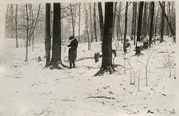 Checking for Maple Sap