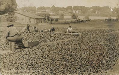 Pulling Tobacco Plants