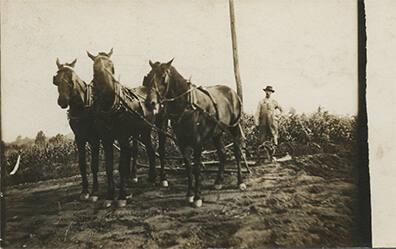 Horse-Drawn Harrow
