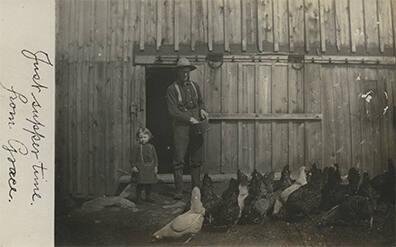 Feeding a Mixed Flock of Chickens