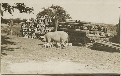 Piglets Feeding