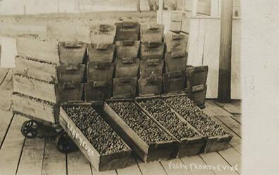 Lake Keuka Grapes