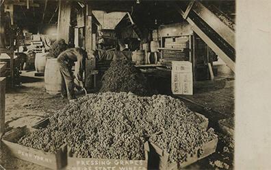 Pressing Grapes in Penn Yan, NY