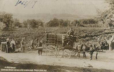 Empire State Wine Co. Vineyards in Penn Yan, NY