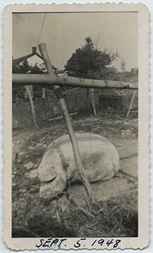 Pig