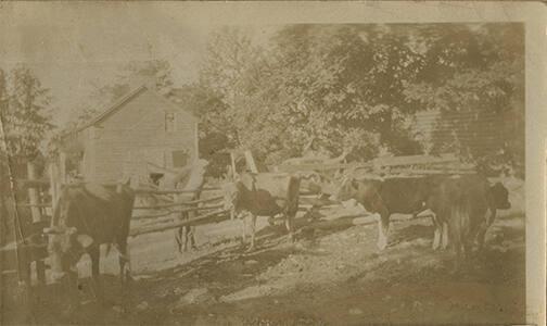 Farmyard with Cows