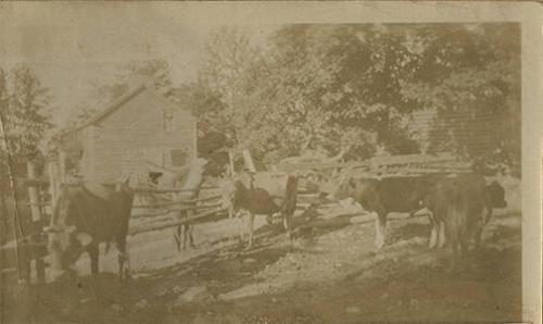Farmyard with Cows