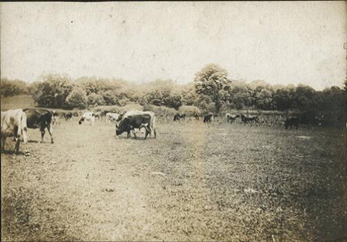 Cows Grazing in a Pasture