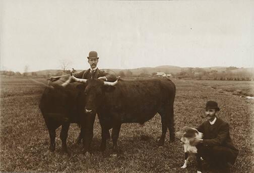 Men with Bulls and Dog