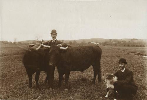 Men with Bulls and Dog