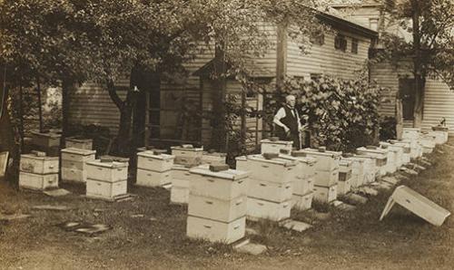 Beekeeping in a Backyard