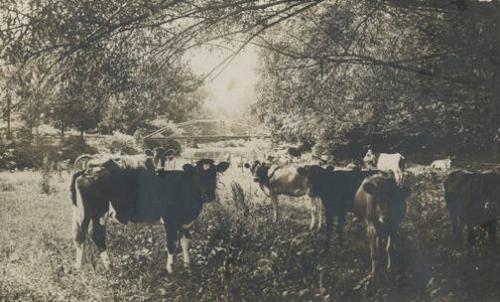Cows in the Shade of Willow Trees in Franklin, NY