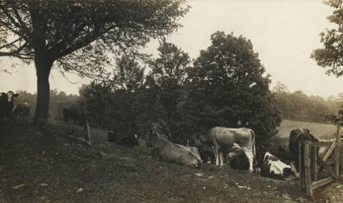 Cows Grazing, Franklin NY