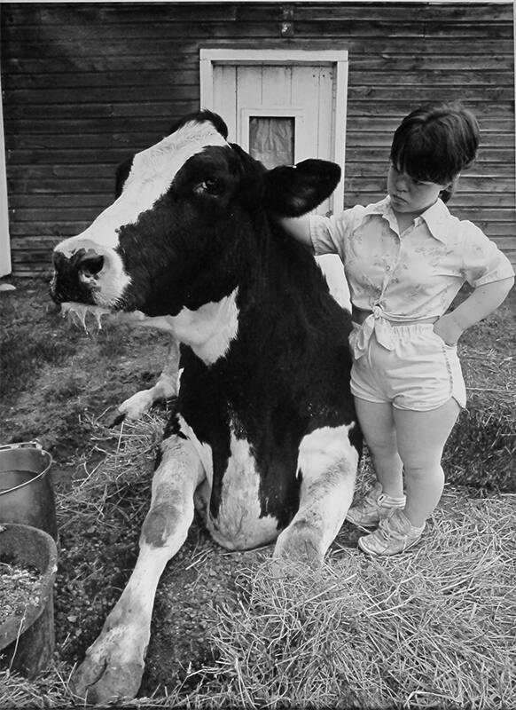Sick Cow and Amy