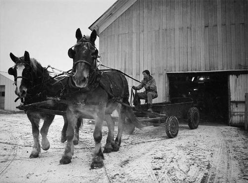 John Driving a Manure Spreader #2