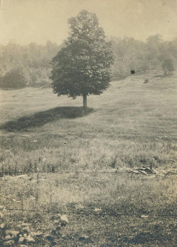 View of Tree at Duroe-Dell Farm