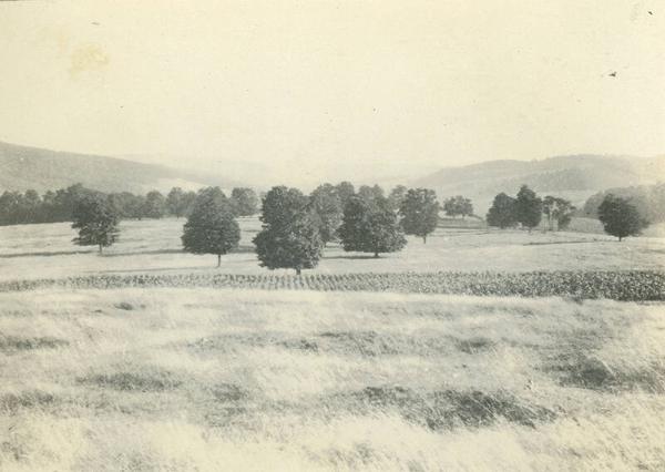 Corn Field at Duroe-Dell Farm