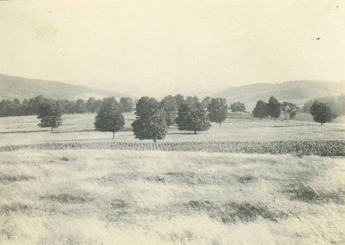 Corn Field at Duroe-Dell Farm