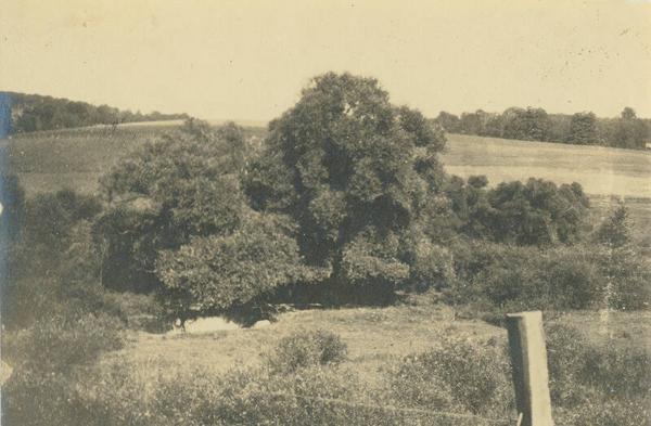Tree View at Duroe-Dell Farm