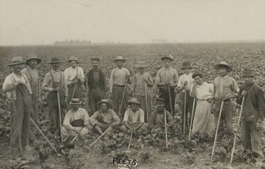 Harvesting Beets