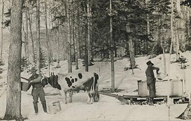 Gathering Sap in the Sugar Bush